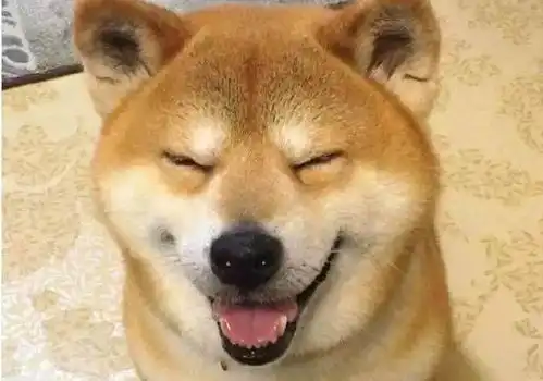  全世界最幸福的小狗因为在它的脸上从来看到的都是笑容