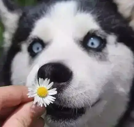  打架靠功夫no哈士奇只靠表情