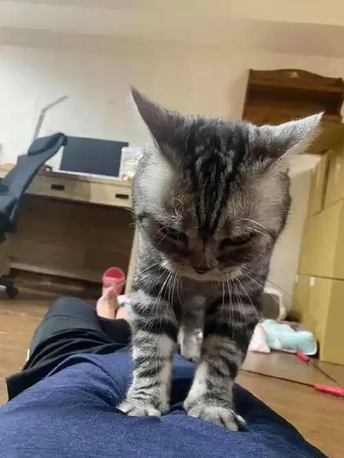  猫咪一边踩奶,一边飞机耳,表情老凶了