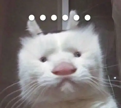 奇怪的猫咪表情包增加了 奇怪的猫咪表情包增加了