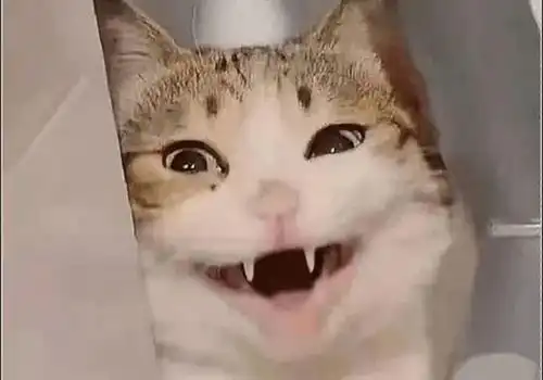  男子让猫咪拿着u盘,突然发现它有点奇怪,低头一看瞬间被萌化了