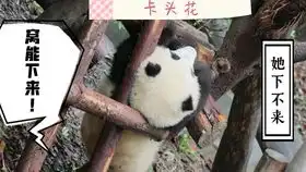 乐水的邻居 乐水的邻居