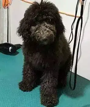 把狗狗托付给父母照料,可结果这是变了一个物种嘛 把狗狗托付给父母照料,可结果这是变了一个物种嘛