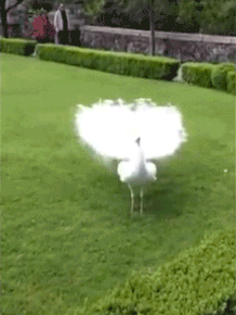 吃席表情包动图gif