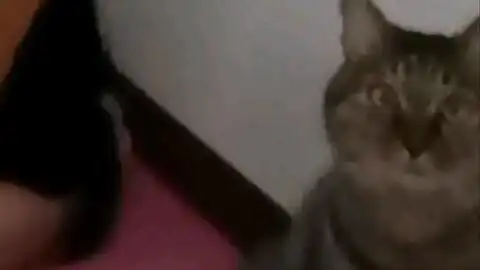 本来是想发个我学倒立的小视频,结果朋友圈纷纷注意到了二丫痴呆的表情