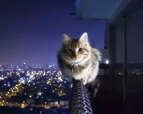  猫咪无故跳楼,我真的给了它那么大痛苦吗