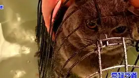  小主人给几只胖猫撸毛,猫咪们纷纷逃走,胖公猫的表情说明一切