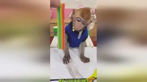  猴哥这小表情好可爱呀猴子搞笑