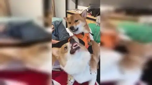  柴犬大战柯基,气势绝对不能输,这小表情真是没谁了