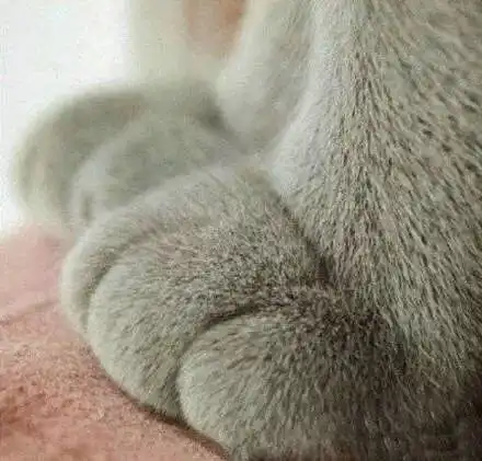  猫爪表情包好想和你握握手,萌化了