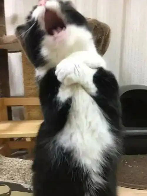  猫咪眼角有疤难找新家,幸得迷弟奶牛猫提携,双双奔赴新家
