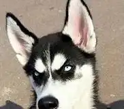  哈士奇瞪眼搞笑图片哈士奇anuko瞪眼表情包下载乐游网游戏下载