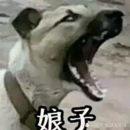  开心一笑前任给我转账520,我有点懵,发了几个问号他回