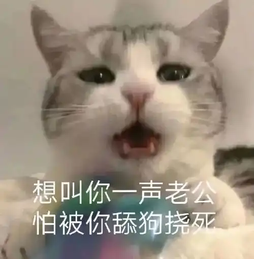 猥琐猫人脸表情包全集语