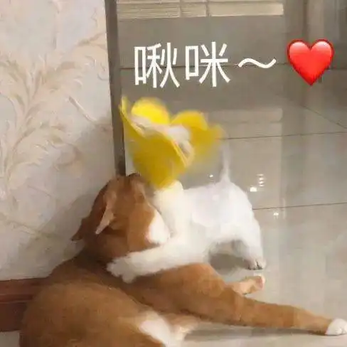  网红猫咪沙雕猫咪敦敦表情包四