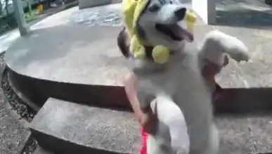  女主人让哈士奇减肥,结果半年后,二哈的智商还下降了