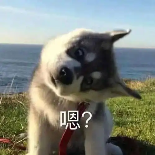  沙雕表情我懂了我是你可有可无的网友