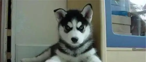  把二哈放到朋友家,第二天朋友发来照片,我看后半天没说话