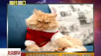  李楚伦愤怒猫