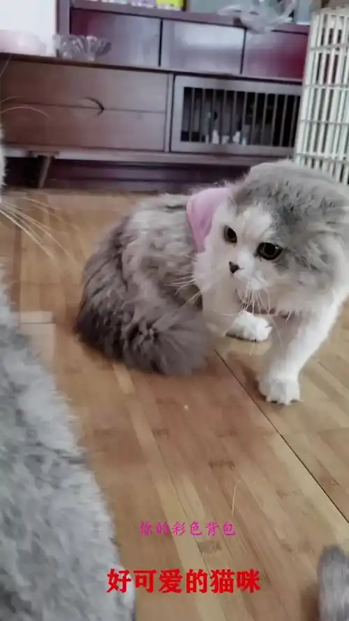  干啥啥不行,认怂第一名,猫咪打不过还爱挑衅气人不