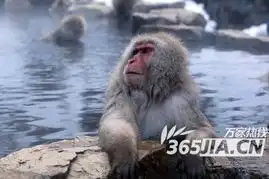  猕猴泡温泉享受至极昏昏欲睡表情特有趣