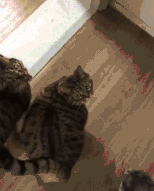  只有橘猫长得胖那是你没见过中华田园大狸花