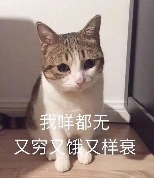 你傻没事我瞎表情包猫猫
