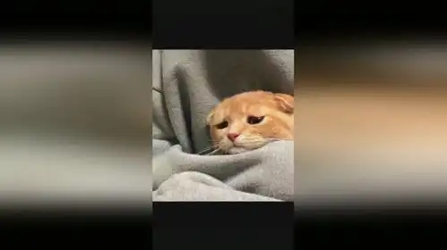  这小橘猫的表情也太丰富了吧