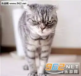 抖音社会猫表情包抖音社会喵星人表情包合集下载乐游网游戏下载
