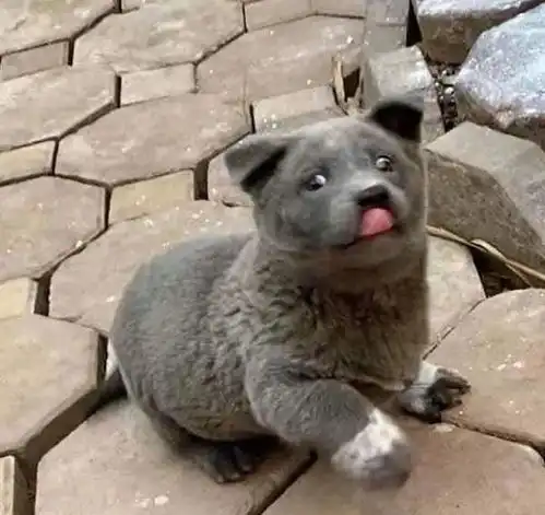 二哈搞笑表情图片蓝猫