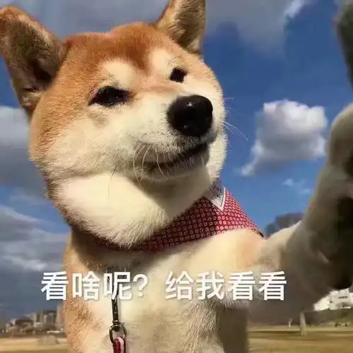 柴犬斜视表情包彩礼