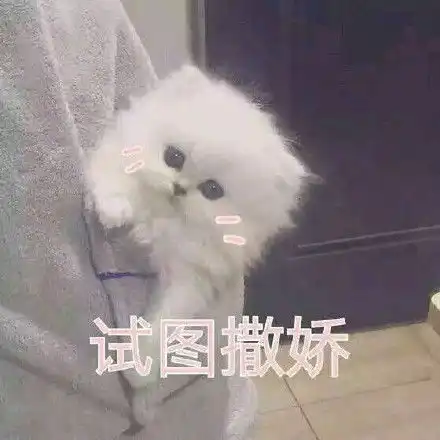  猫咪撒娇卖萌表情包