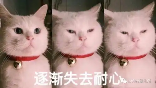 担心表情包猫咪母鲨鱼