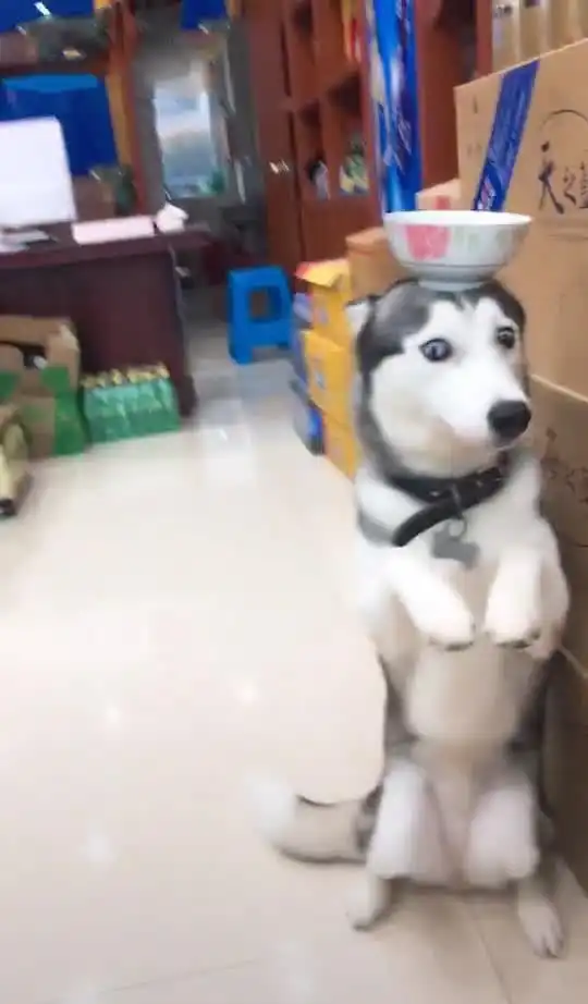  哈士奇顶着碗站在门口,面露搞笑表情,网友打算让二哈进杂技团