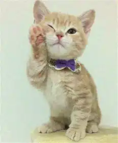  猫咪和主人撒娇卖萌不洗澡,遭到拒绝,可怜巴巴的快哭了,萌死人