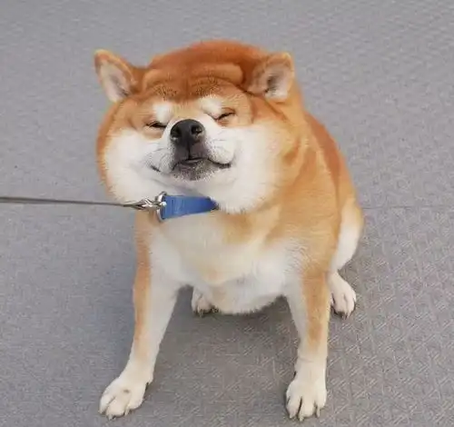  柴犬就是行走的表情包,又蠢又萌又可爱,果真颜值即是正义