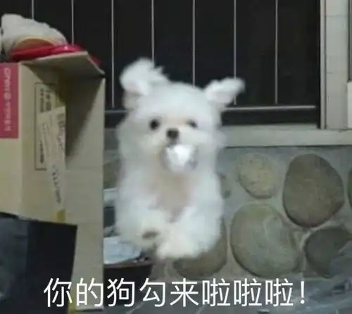  表情包大哥您辛苦了