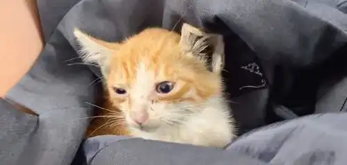 又到一年奶猫季,没猫的铲屎官们,你们有捡到喜欢的小猫咪吗 又到一年奶猫季,没猫的铲屎官们,你们有捡到喜欢的小猫咪吗