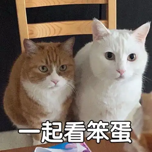  表情包小姐姐来一场qq爱吗