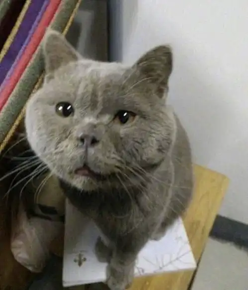  猫咪能有多丑呢看到这只满脸表情包的加菲猫,我是真服了