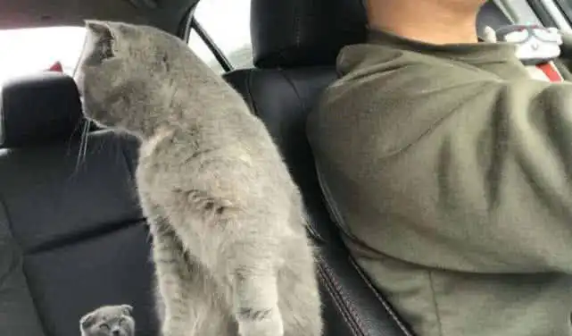  小猫咪不放心主人开车,急忙跑到副驾驶盯着,表情十分得到位