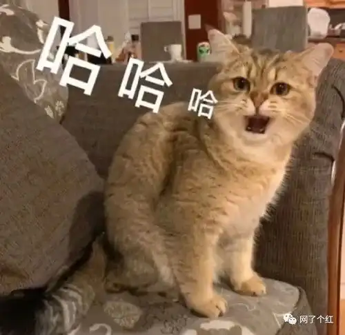  小学生追星被骗的经历对不起真的好好笑哈哈哈