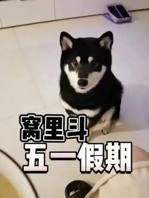  五一继续战斗的母子,从未歇业柴犬倾色锁吻