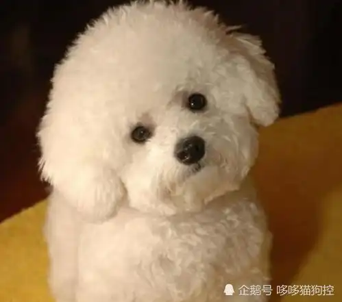  哥们出差将狗狗托付给女友,5天后再见面,主人我们领证去