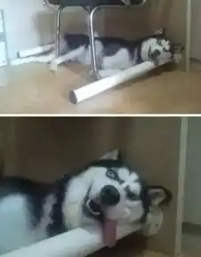 二哈搞笑表情图片狗子