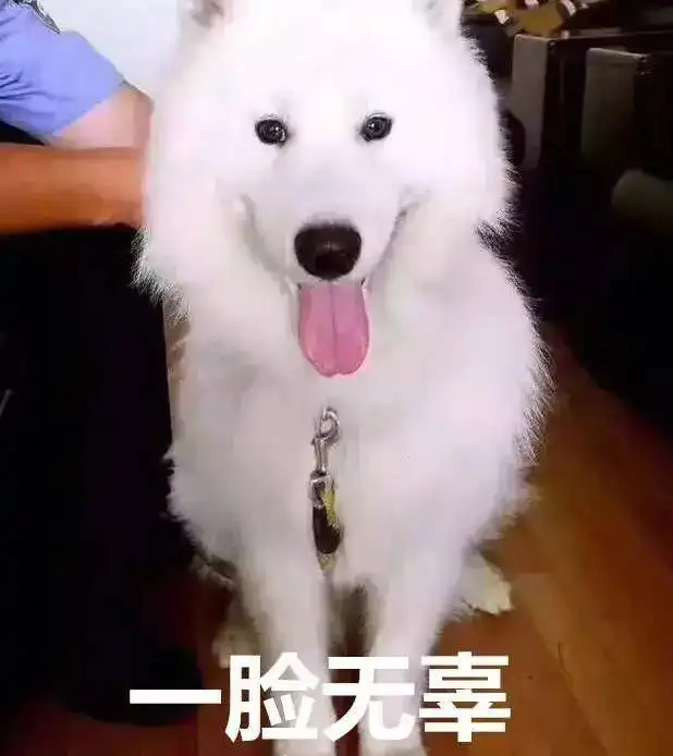 求小饼干表情包大全贫穷