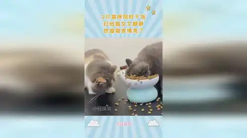  2只猫咪同时干饭,扫地猫文文静静,挖掘猫表情亮了