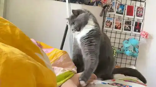  主人伸脚猫咪不乐意,将脚猛塞被子里表情逗乐众人霸道总裁喵