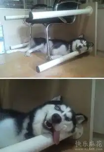 二哈搞笑表情图片狗狗