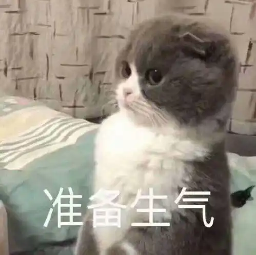  猫可以傻到什么程度